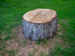 Best Tree Disease Treatment  in Stevensville, MD