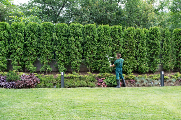 Best Tree Maintenance Programs  in Stevensville, MD