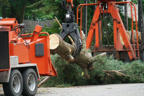 Best Tree Removal  in Stevensville, MD