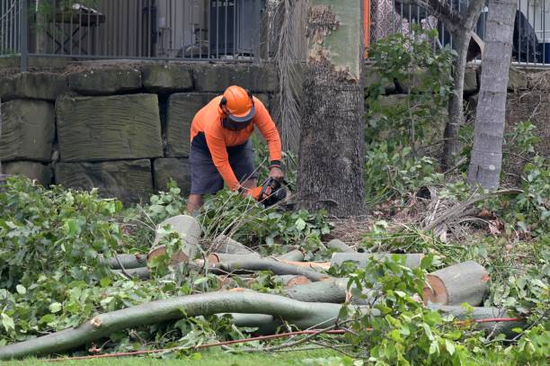 Best Root Management and Removal  in Stevensville, MD